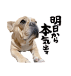 愛犬フレブルはなちゃん3（個別スタンプ：6）