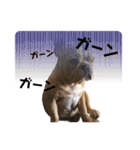 愛犬フレブルはなちゃん3（個別スタンプ：7）