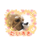 愛犬フレブルはなちゃん3（個別スタンプ：8）