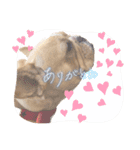 愛犬フレブルはなちゃん3（個別スタンプ：9）