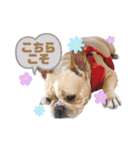 愛犬フレブルはなちゃん3（個別スタンプ：10）
