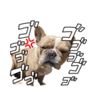愛犬フレブルはなちゃん3（個別スタンプ：12）