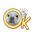 愛犬フレブルはなちゃん3（個別スタンプ：13）
