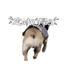 愛犬フレブルはなちゃん3（個別スタンプ：15）