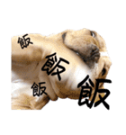 愛犬フレブルはなちゃん3（個別スタンプ：17）