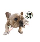 愛犬フレブルはなちゃん3（個別スタンプ：19）
