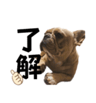 愛犬フレブルはなちゃん3（個別スタンプ：20）
