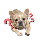 愛犬フレブルはなちゃん3（個別スタンプ：23）