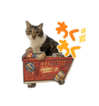 毛玉まみれ①（個別スタンプ：2）