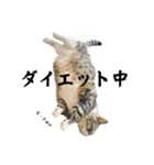 毛玉まみれ①（個別スタンプ：27）