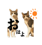 毛玉まみれ①（個別スタンプ：28）