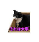 猫の賢治 2023（個別スタンプ：1）