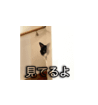猫の賢治 2023（個別スタンプ：2）