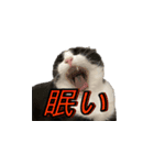 猫の賢治 2023（個別スタンプ：3）