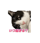 猫の賢治 2023（個別スタンプ：4）