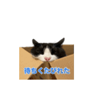 猫の賢治 2023（個別スタンプ：5）