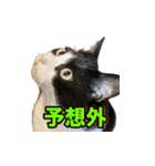 猫の賢治 2023（個別スタンプ：6）