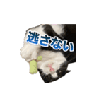 猫の賢治 2023（個別スタンプ：7）