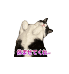 猫の賢治 2023（個別スタンプ：8）