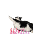 猫の賢治 2023（個別スタンプ：10）