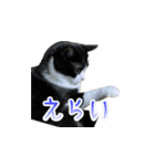 猫の賢治 2023（個別スタンプ：11）