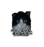 猫の賢治 2023（個別スタンプ：13）