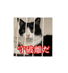 猫の賢治 2023（個別スタンプ：14）