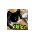 猫の賢治 2023（個別スタンプ：15）