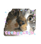 毛玉まみれ②（個別スタンプ：1）