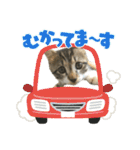 毛玉まみれ②（個別スタンプ：3）