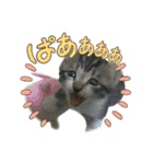 毛玉まみれ②（個別スタンプ：4）