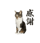 毛玉まみれ②（個別スタンプ：19）