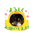 茶々まろ（個別スタンプ：9）