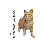 ラフスペースの保護猫達2023.10敬語版（個別スタンプ：4）