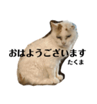 ラフスペースの保護猫達2023.10敬語版（個別スタンプ：5）