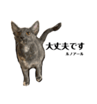 ラフスペースの保護猫達2023.10敬語版（個別スタンプ：10）