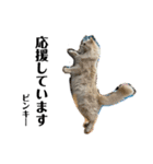 ラフスペースの保護猫達2023.10敬語版（個別スタンプ：14）