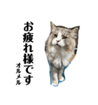 ラフスペースの保護猫達2023.10敬語版（個別スタンプ：15）