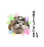 ラフスペースの保護猫達2023.10敬語版（個別スタンプ：19）