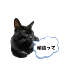 黒猫時々茶白の日常スタンプ（個別スタンプ：18）