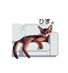 ドット絵 アビシニアン ルディ レッド 猫（個別スタンプ：12）