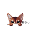 ドット絵 アビシニアン ルディ レッド 猫（個別スタンプ：33）