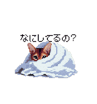 ドット絵 アビシニアン ルディ レッド 猫（個別スタンプ：37）