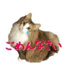 みりんとかりん ver.4.0（個別スタンプ：6）
