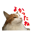 みりんとかりん ver.4.0（個別スタンプ：9）