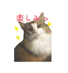みりんとかりん ver.4.0（個別スタンプ：21）