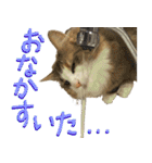 みりんとかりん ver.4.0（個別スタンプ：22）