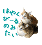 みりんとかりん ver.4.0（個別スタンプ：23）