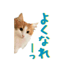 みりんとかりん ver.4.0（個別スタンプ：28）