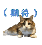 みりんとかりん ver.4.0（個別スタンプ：30）